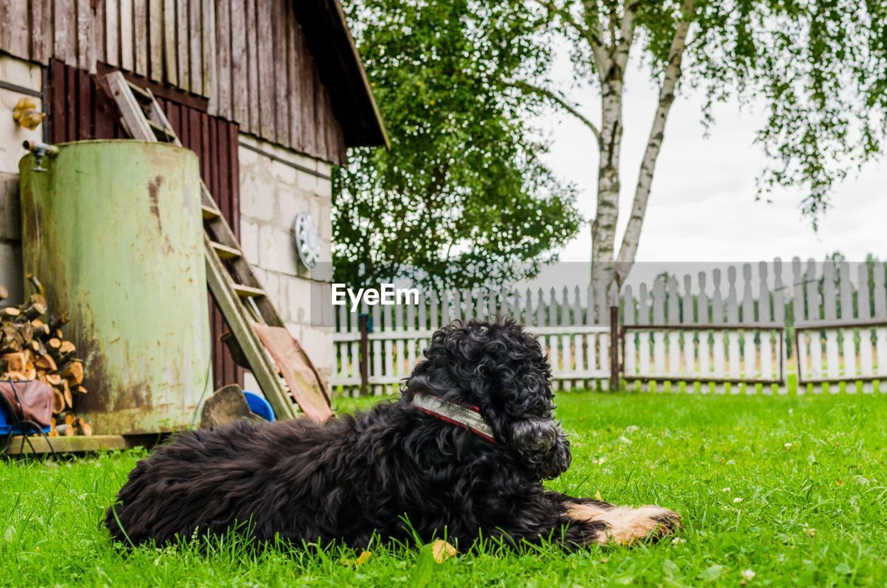 The loyal sentinel. an english cocker spaniel keeps watch in the backyard