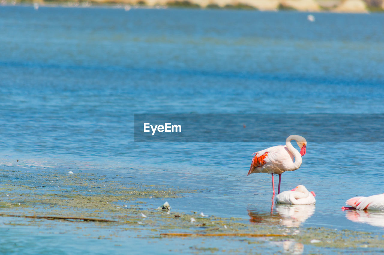 VIEW OF BIRD DRINKING WATER