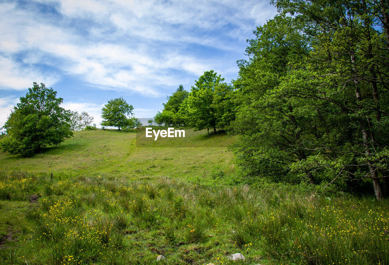 SCENIC VIEW OF TREES GROWING ON FIELD AGAINST SKY