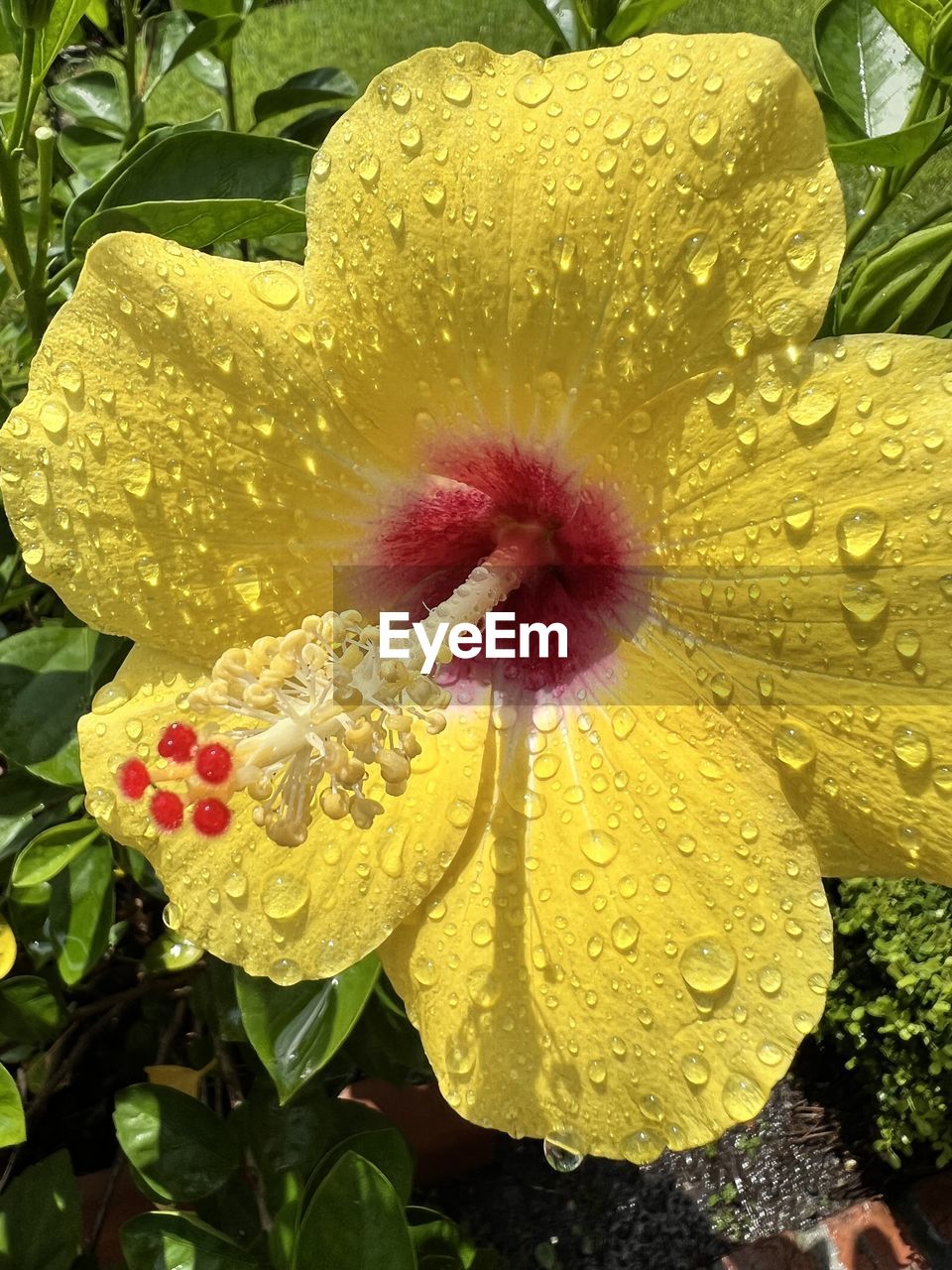 plant, flower, flowering plant, beauty in nature, growth, freshness, flower head, fragility, inflorescence, close-up, petal, drop, nature, wet, yellow, water, leaf, plant part, no people, pollen, hibiscus, outdoors, day, rain, botany, raindrop, springtime