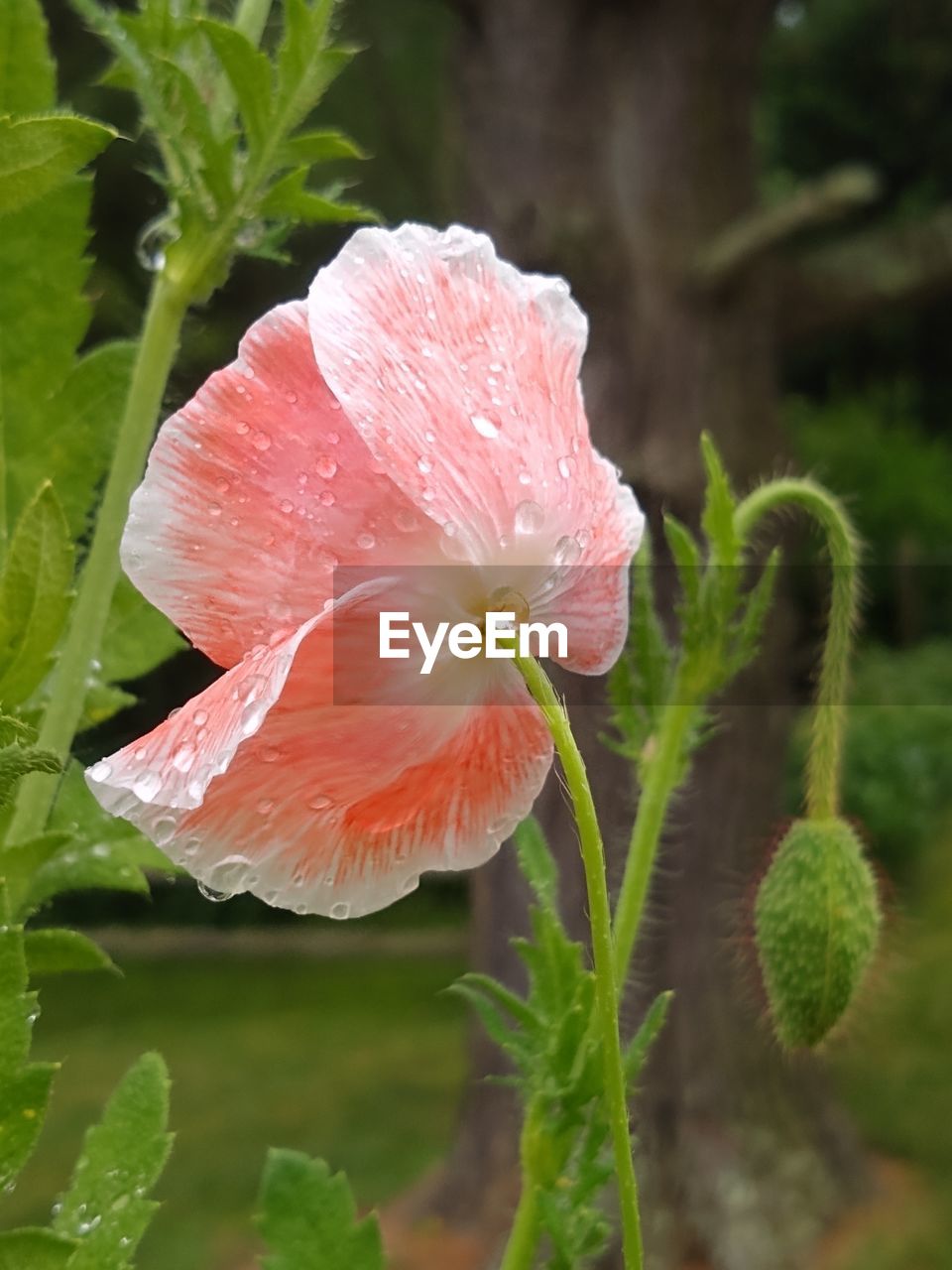 plant, flower, flowering plant, freshness, beauty in nature, growth, close-up, fragility, petal, nature, inflorescence, flower head, no people, drop, wet, pink, water, leaf, plant part, outdoors, botany, focus on foreground, springtime, green, day, blossom, hibiscus, food