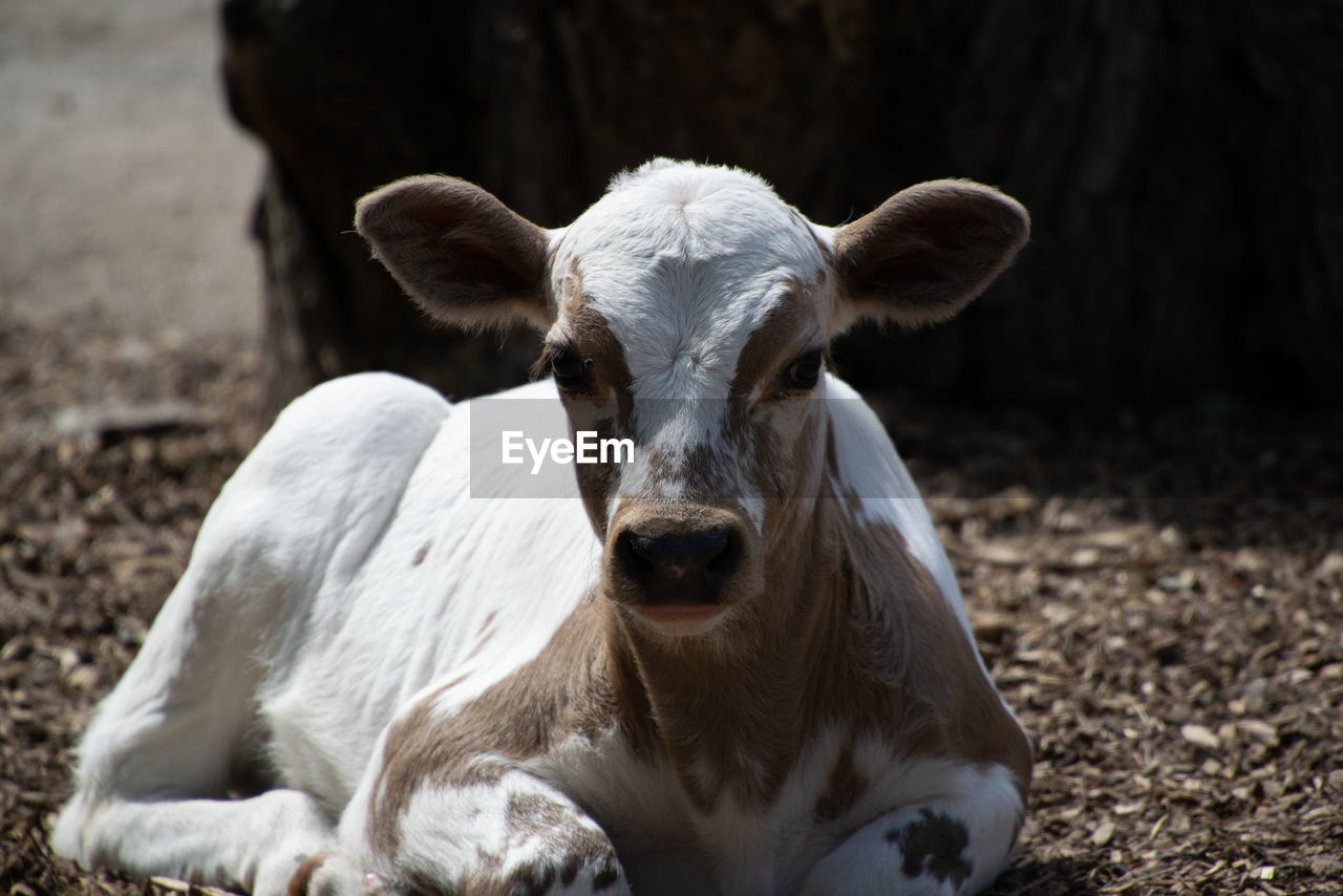 Portrait of cow on field