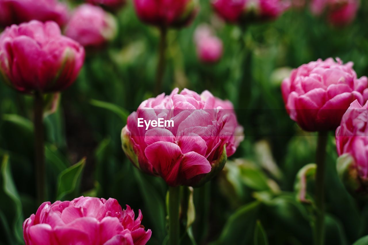 Dark pink peony tulips blooming