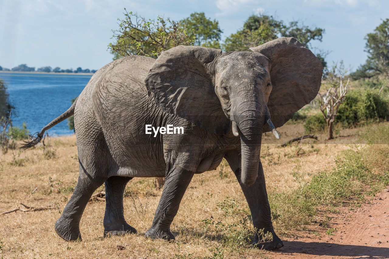 Elephant standing on field against sky during sunny day