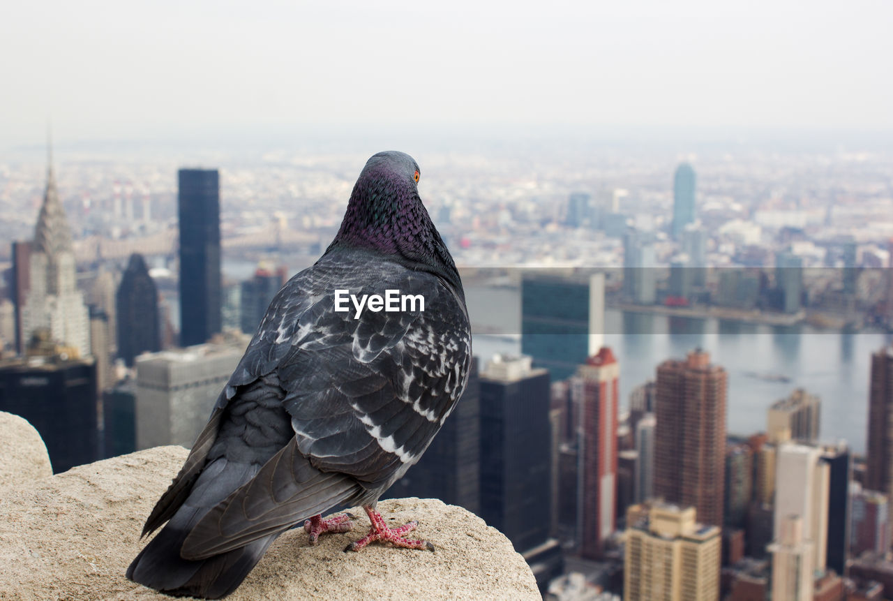 Close-up of bird perching on railing against cityscape