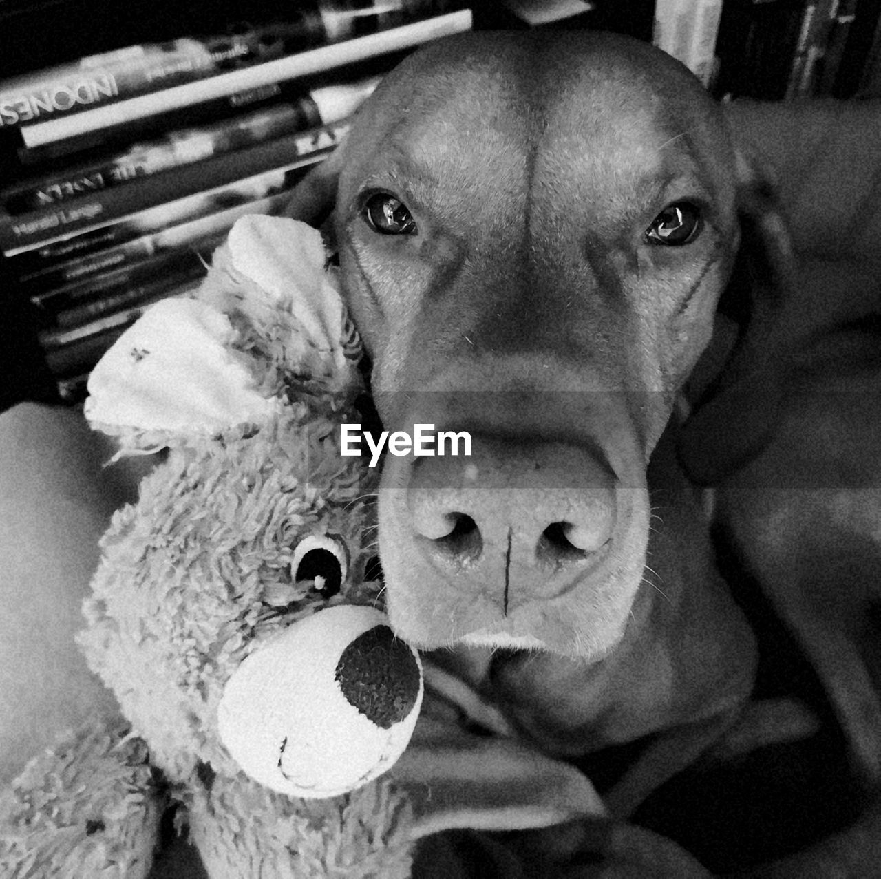 PORTRAIT OF DOG WITH BALL IN MOUTH