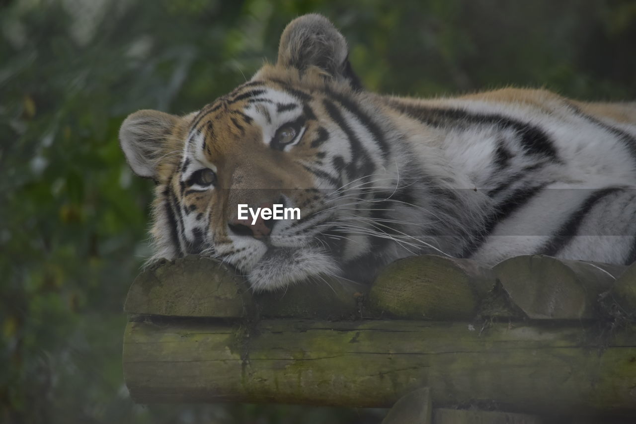 VIEW OF A TIGER