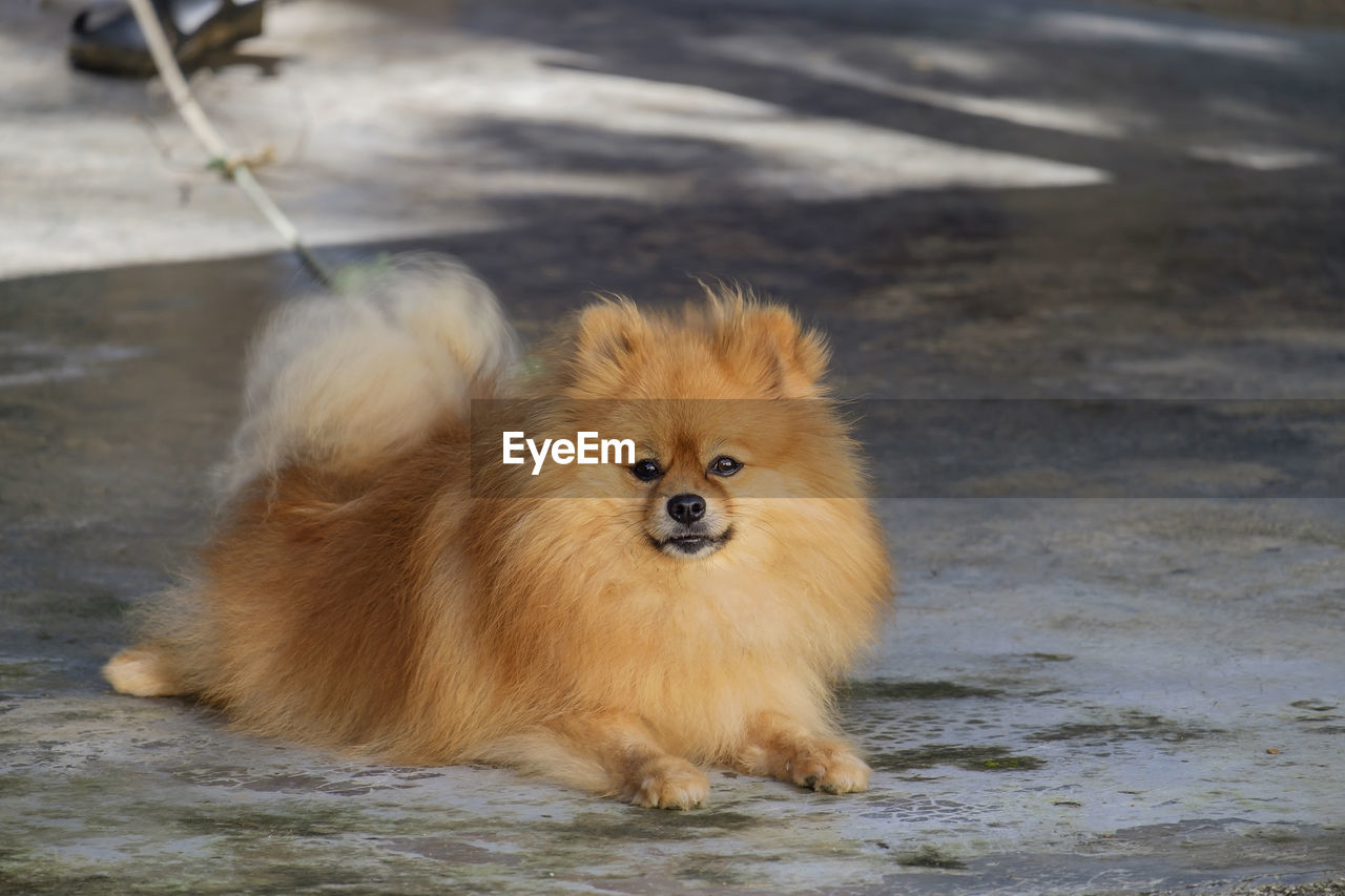Pomeranian dog breed, brown hair, cute fluffy fur on the floor