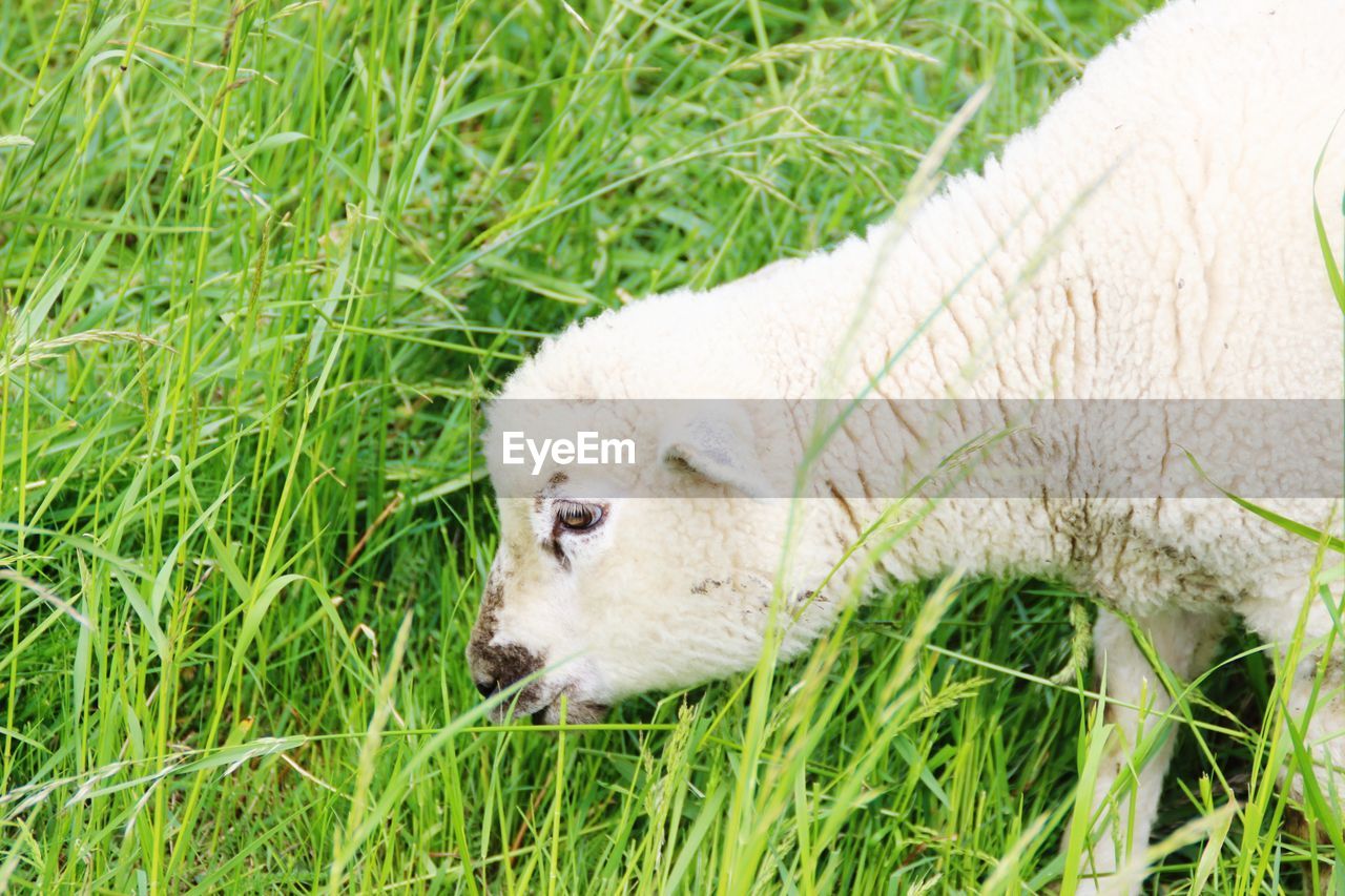 CLOSE-UP OF SHEEP ON FIELD