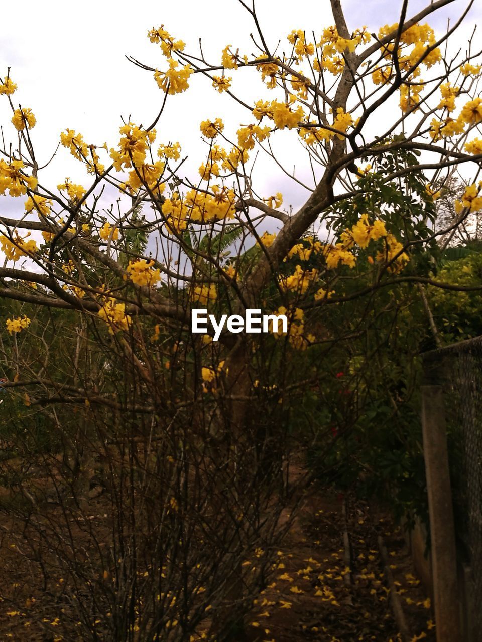 LOW ANGLE VIEW OF TREE AGAINST SKY