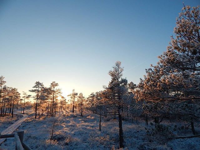 BARE TREES ON SNOW COVERED LANDSCAPE AGAINST CLEAR SKY