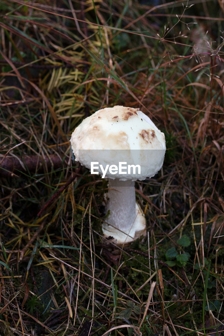 CLOSE-UP OF MUSHROOMS ON WOOD