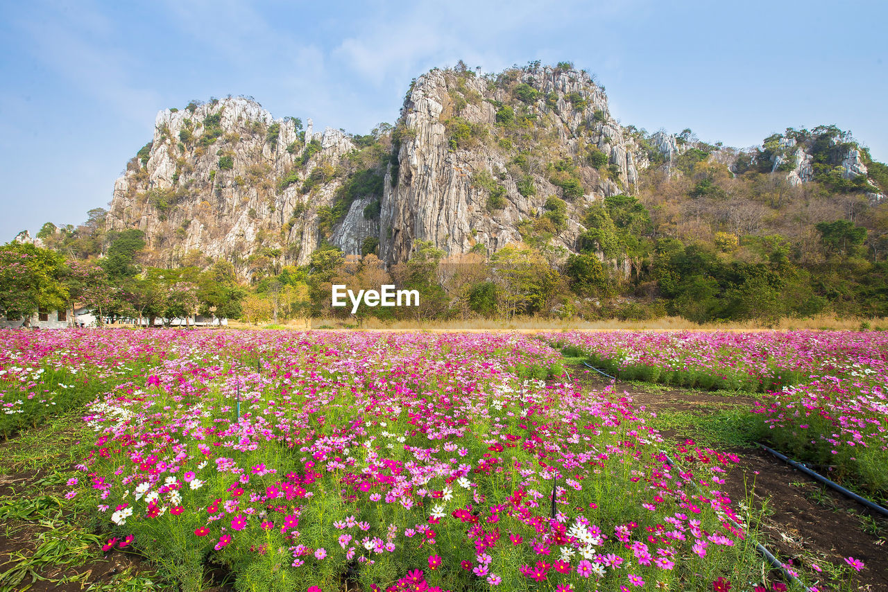 PINK FLOWERING PLANTS GROWING ON LAND