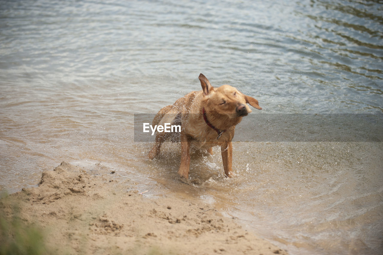 animal, animal themes, dog, one animal, mammal, canine, water, pet, domestic animals, beach, sand, motion, nature, land, wet, no people, running, day, outdoors