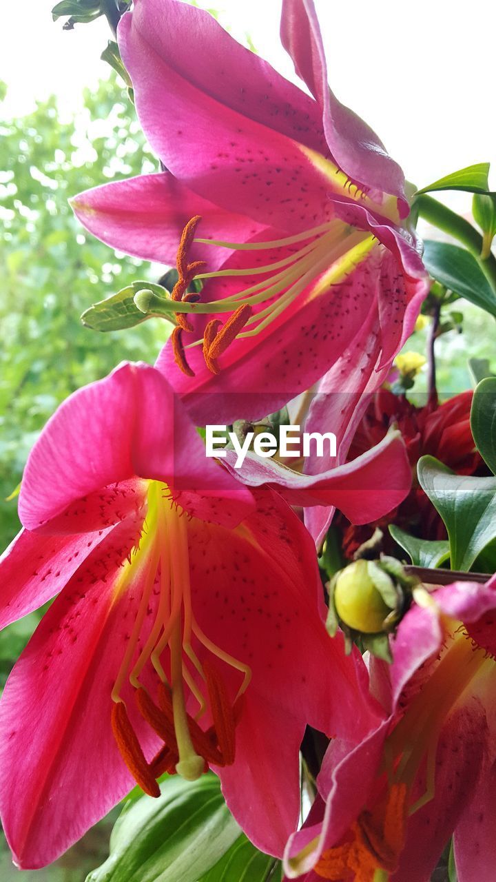 MACRO SHOT OF PINK FLOWER