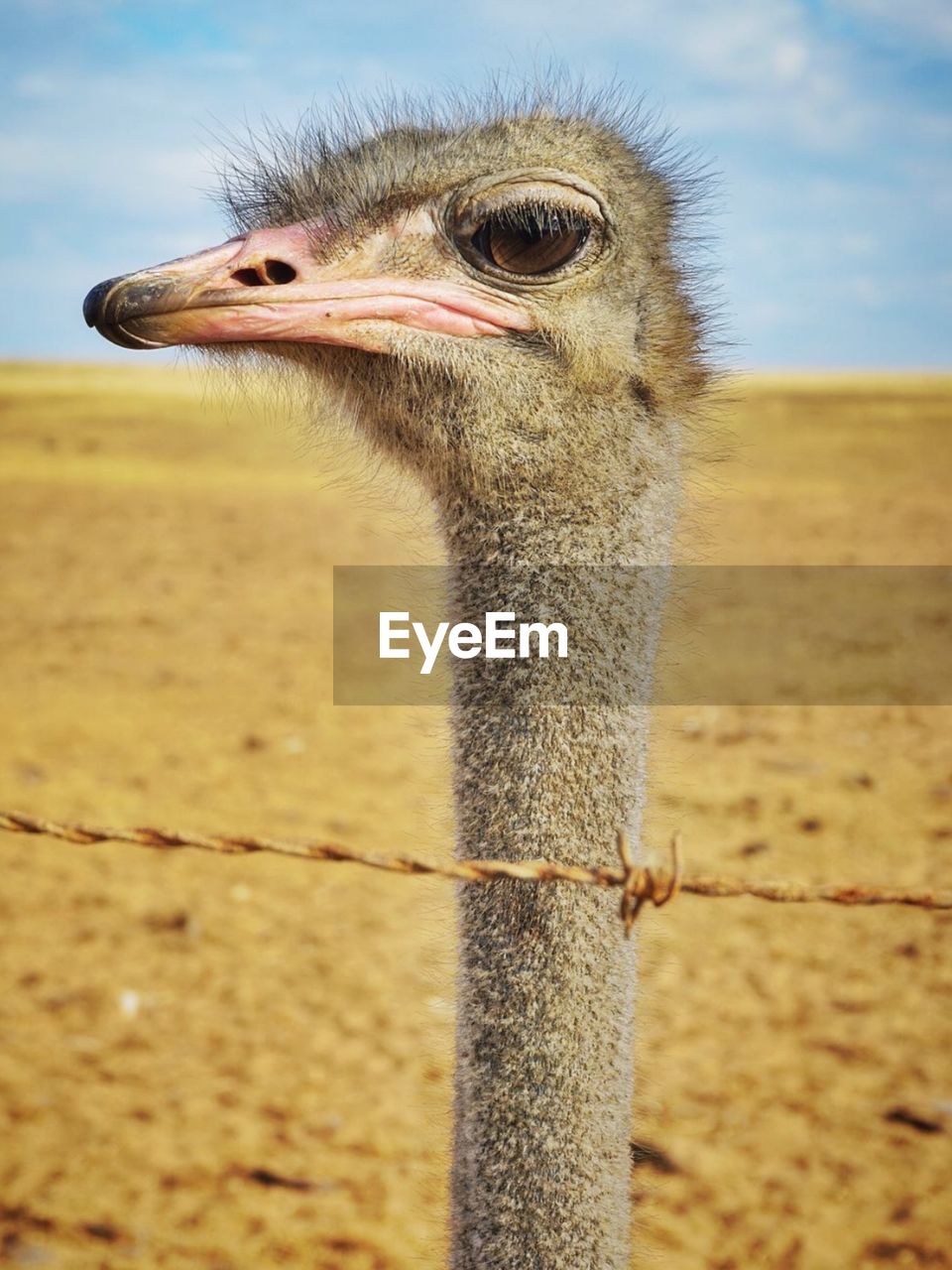 Close-up of a bird looking away