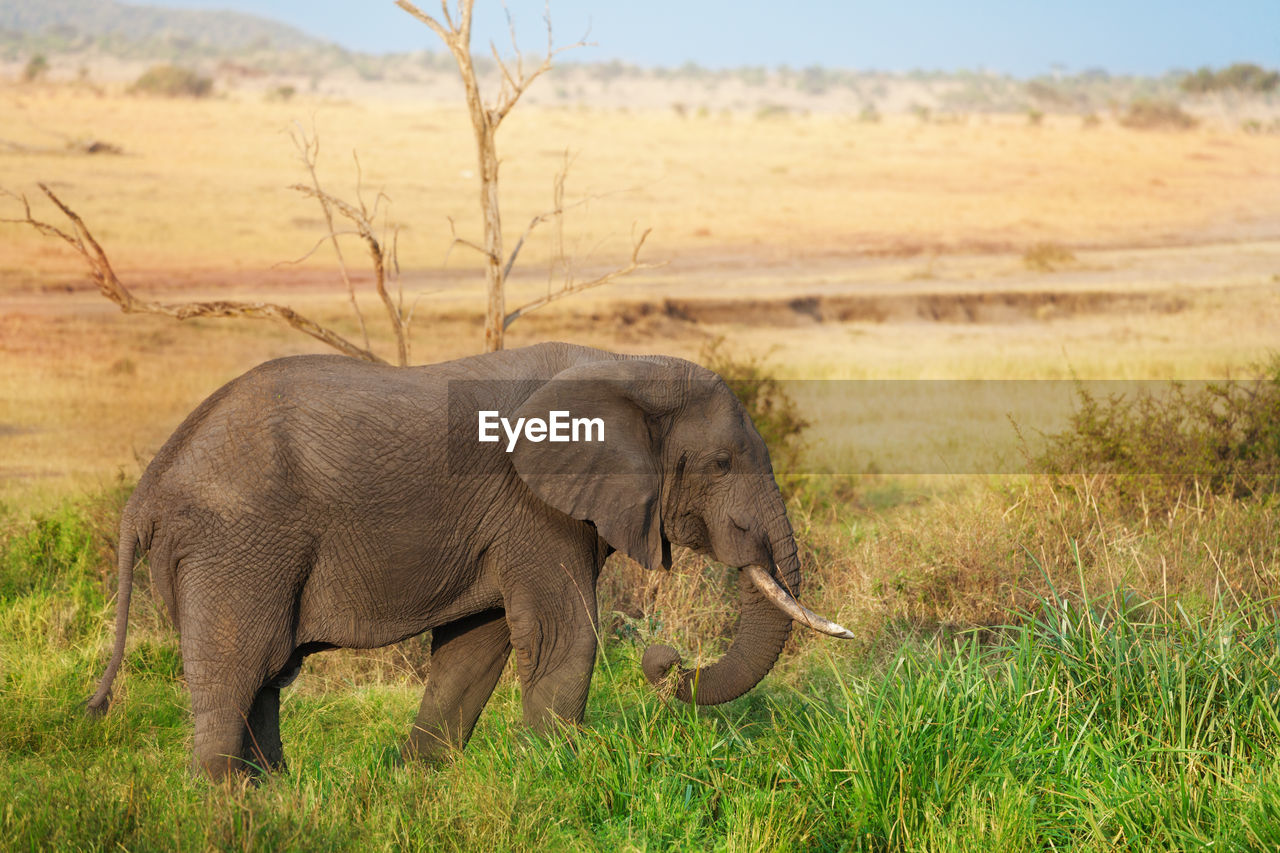 VIEW OF ELEPHANT ON FIELD