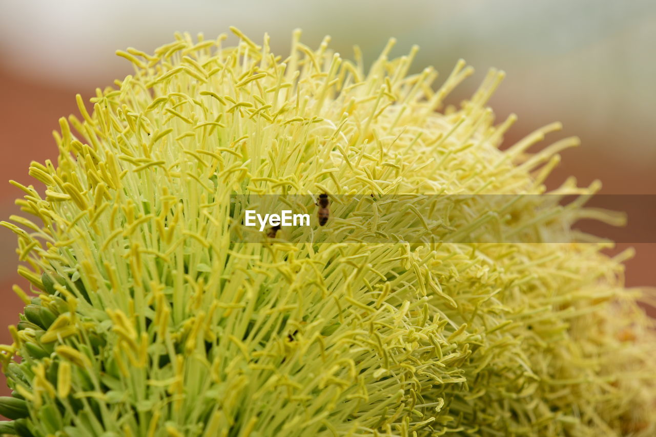 Close-up of insect on plant