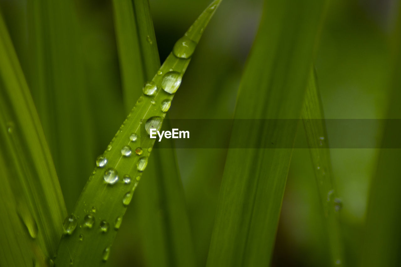 Close-up of wet plant leaves during rainy season