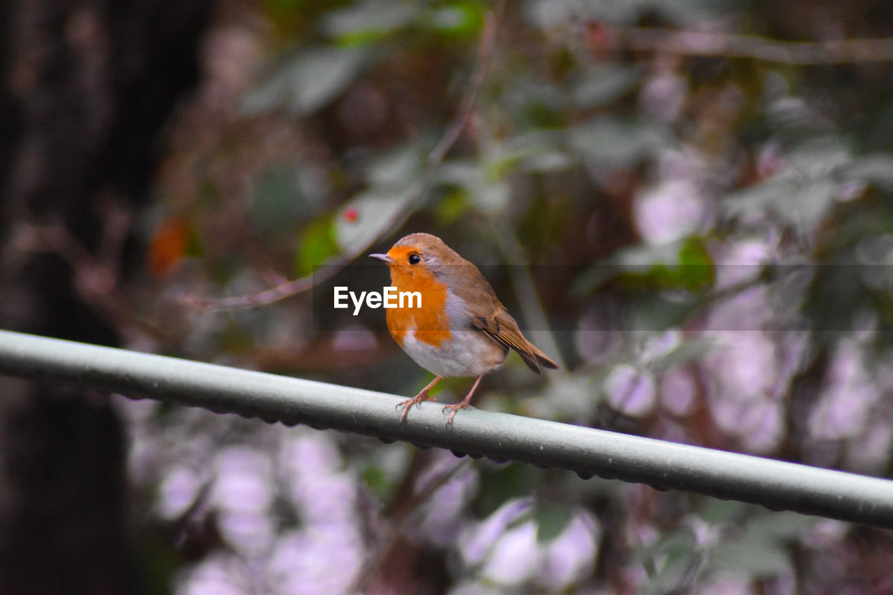 Close-up of bird perching on branch