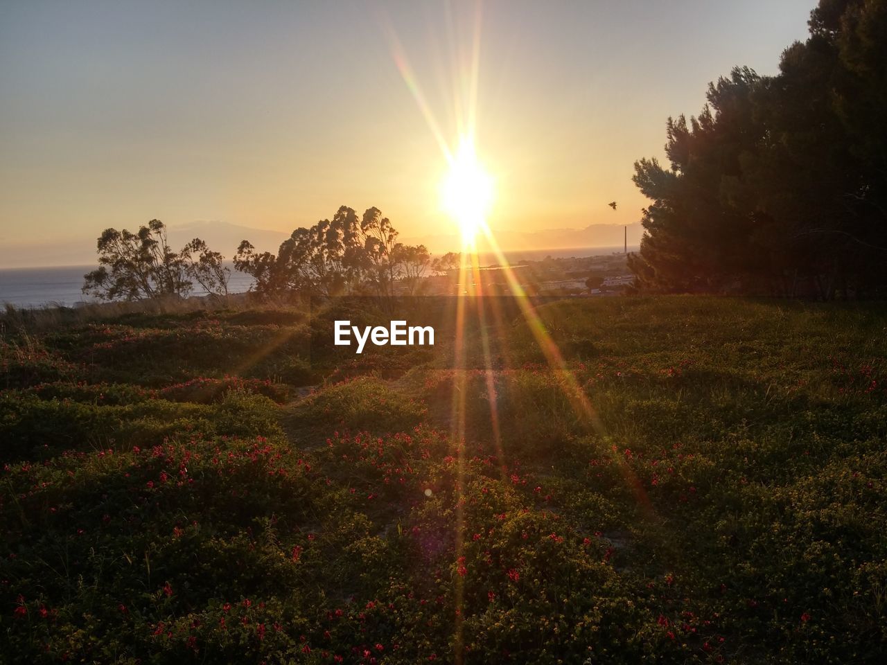 Scenic view of field against sky during sunset