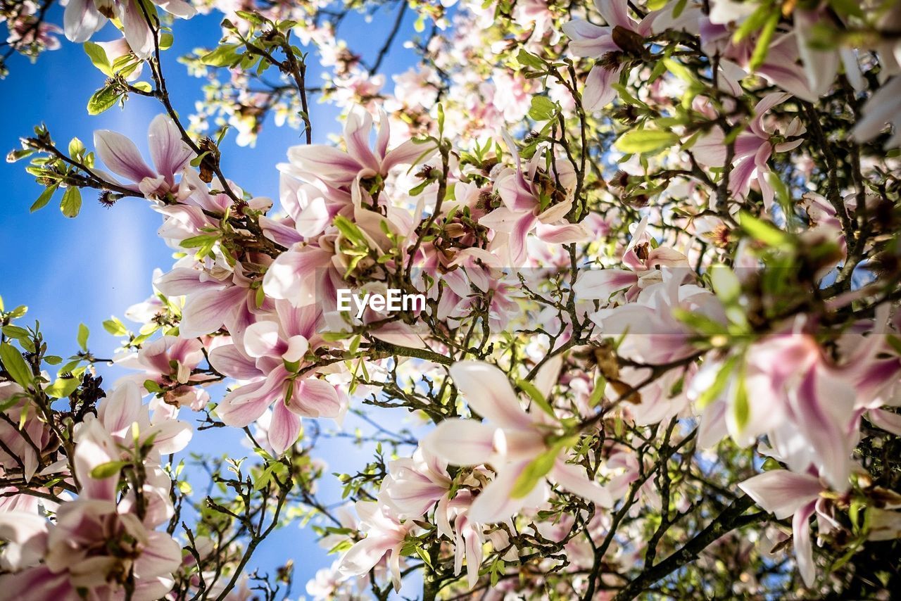 Low angle view of cherry blossoms in spring