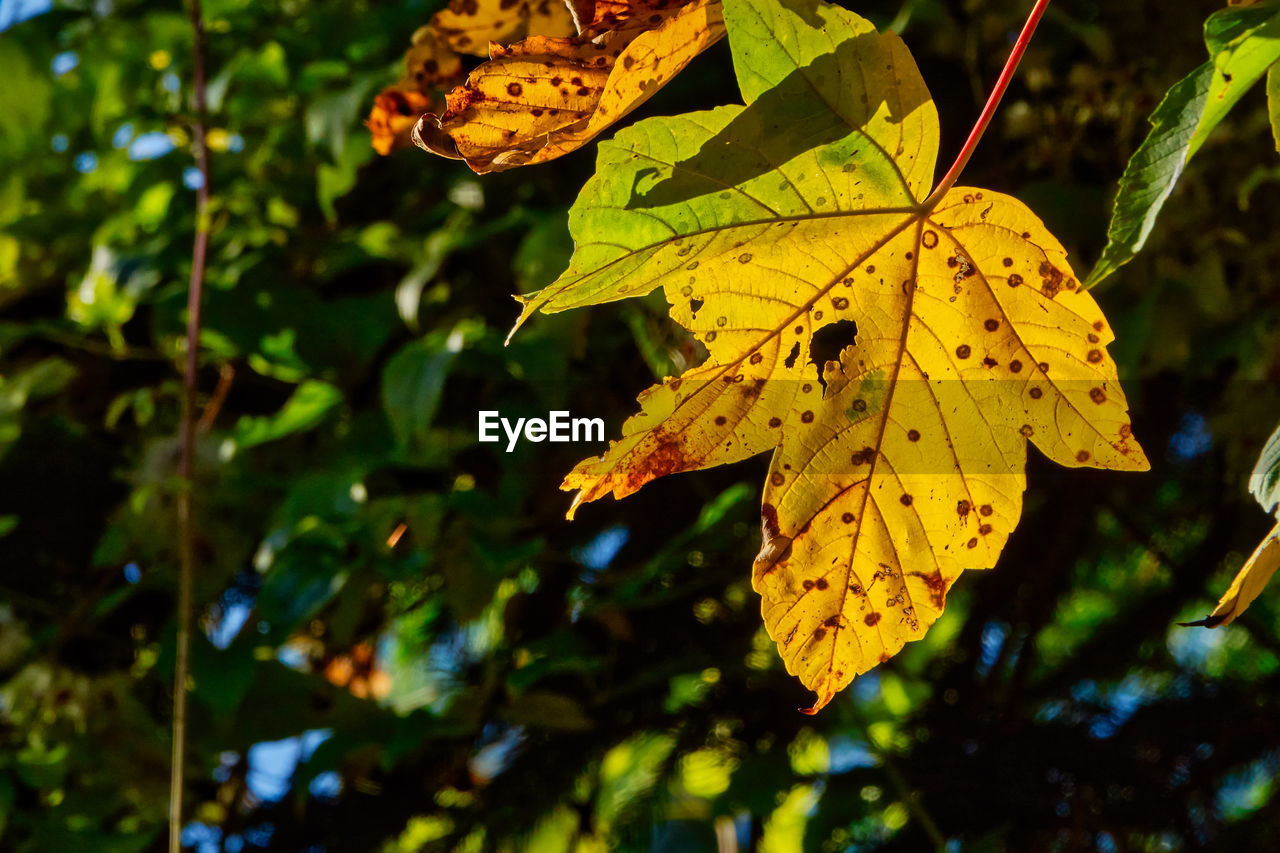 leaf, plant part, yellow, nature, plant, tree, autumn, beauty in nature, green, sunlight, butterfly, no people, close-up, focus on foreground, outdoors, branch, day, flower, growth, macro photography