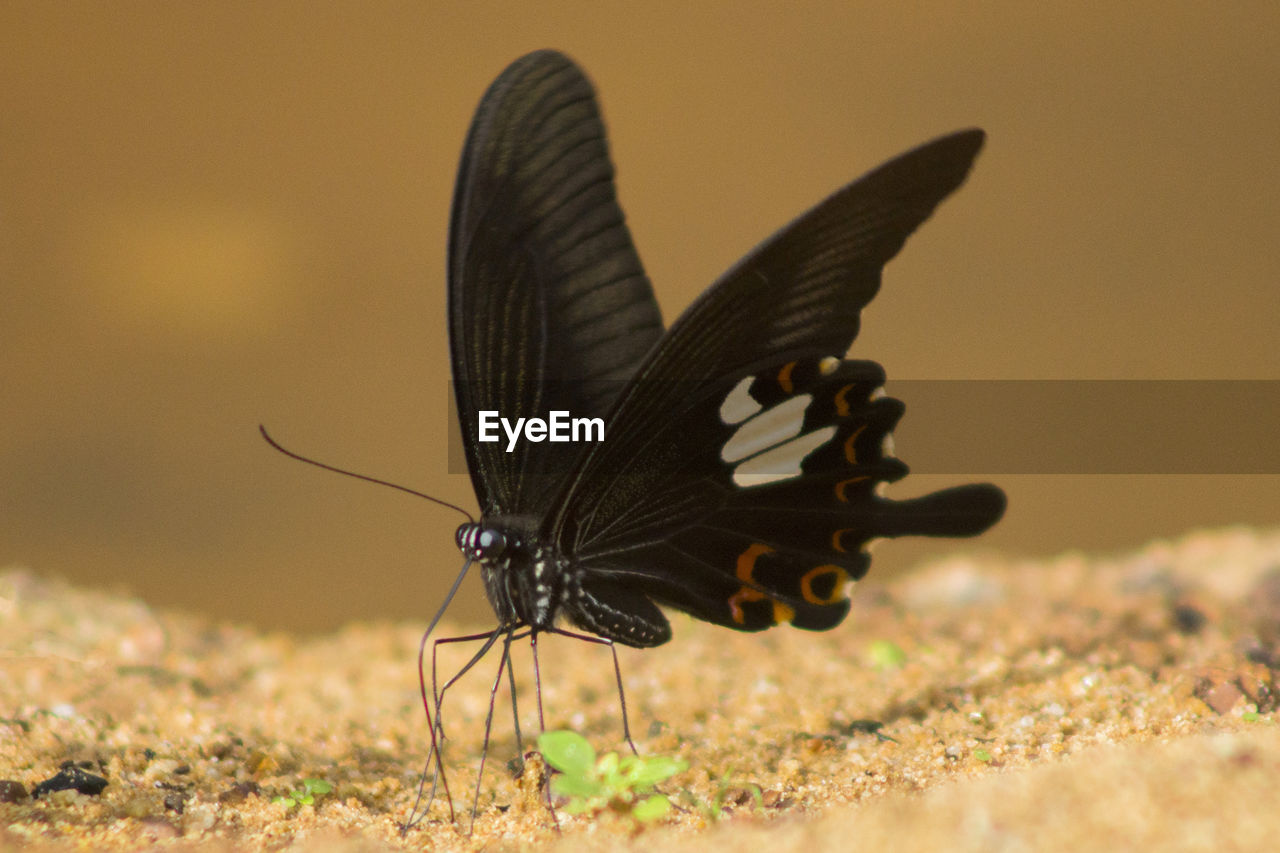 CLOSE-UP OF BUTTERFLY ON THE GROUND