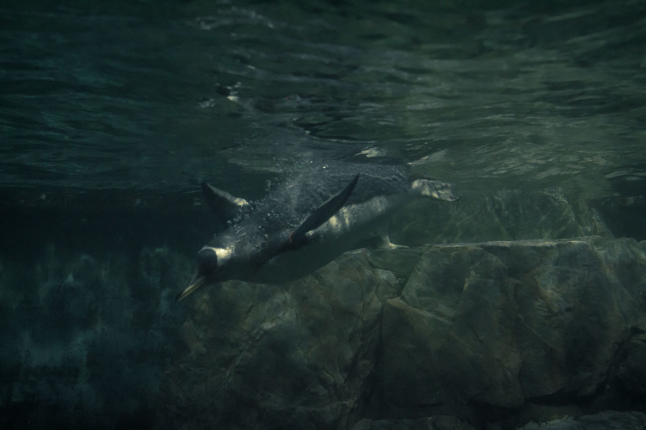 Penguin swimming in sea