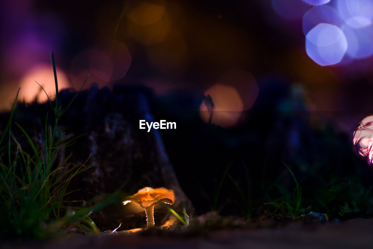 Mushroom growing on field at night
