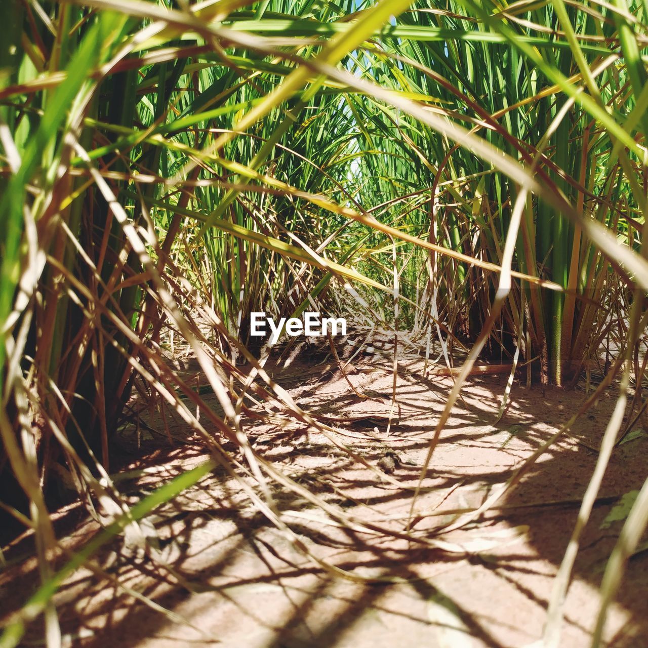 CLOSE-UP OF BAMBOO PLANTS ON FIELD