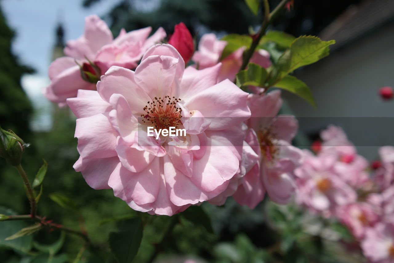 CLOSE-UP OF PINK FLOWER GROWING OUTDOORS