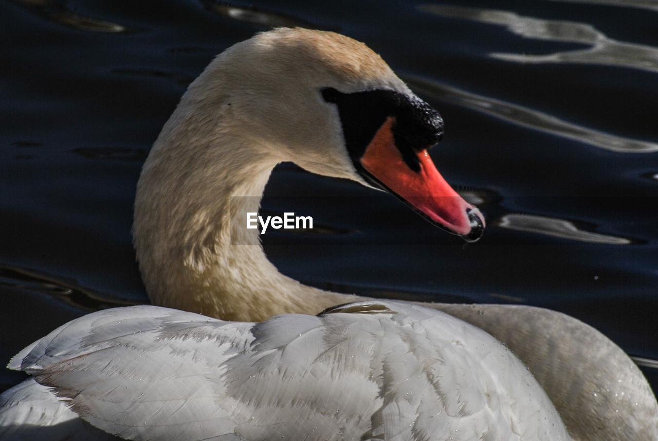 CLOSE-UP OF SWAN