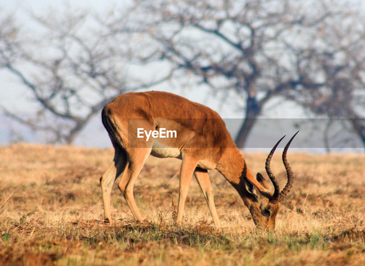 Deer standing on field