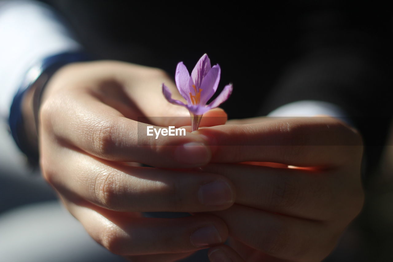 Close-up of hand holding purple flower