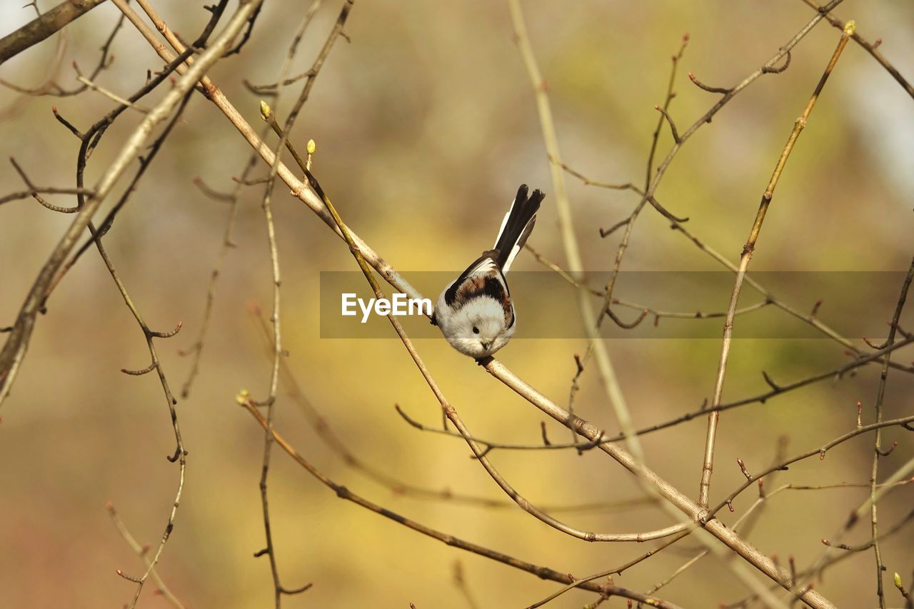 Close-up of long-tailes tit perching on branch