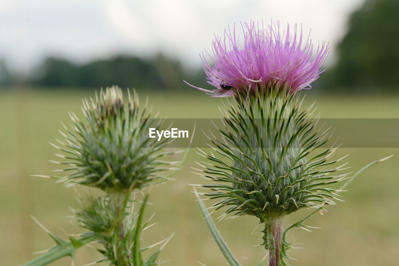 CLOSE-UP OF THISTLE AGAINST PURPLE FLOWERING PLANT