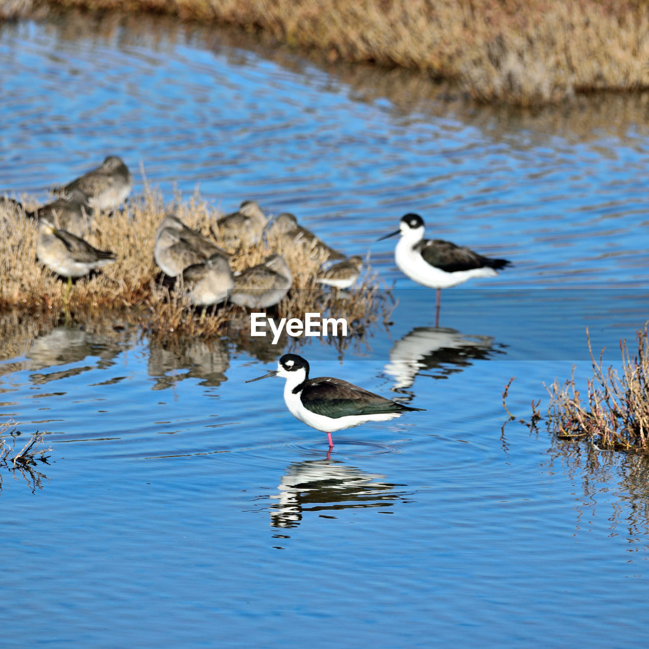 BIRDS ON LAKE