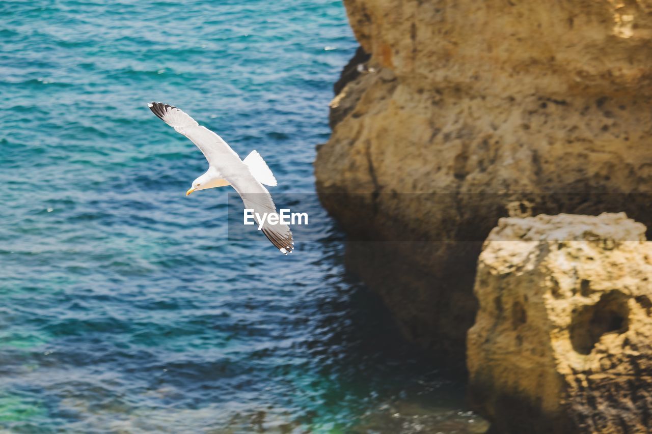 SEAGULLS FLYING ABOVE SEA