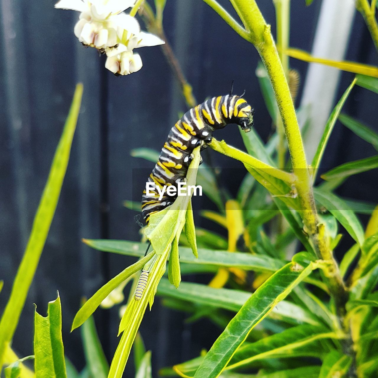 CLOSE-UP OF INSECTS ON PLANT