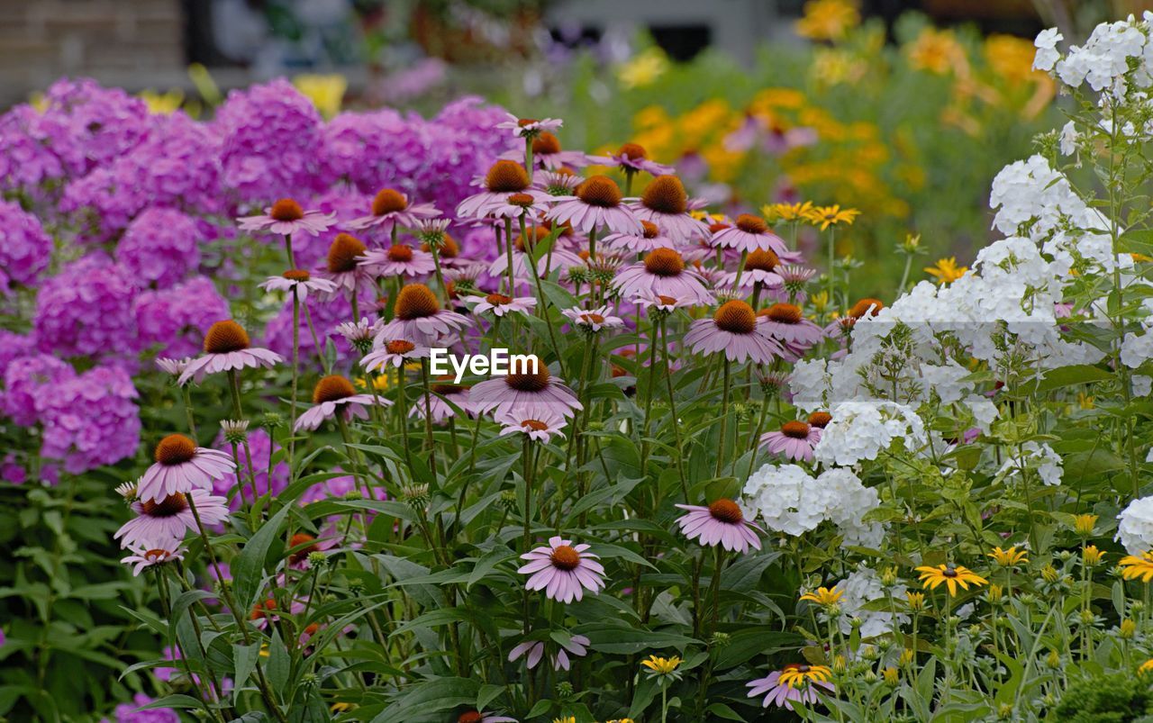 Close-up of purple flowering plants