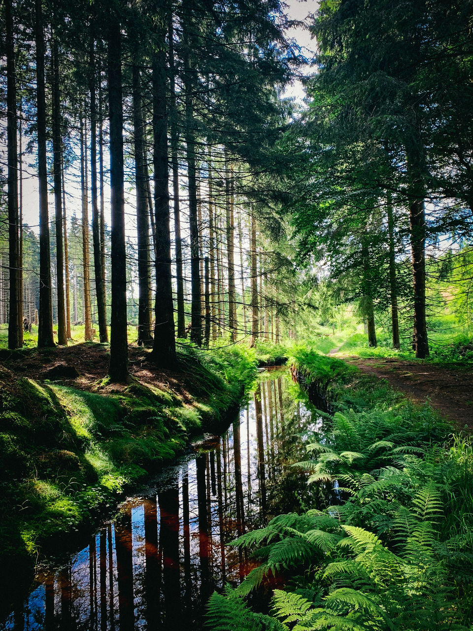 Scenic view of the historical water drain in the harz mountains called harzer wasserregal 