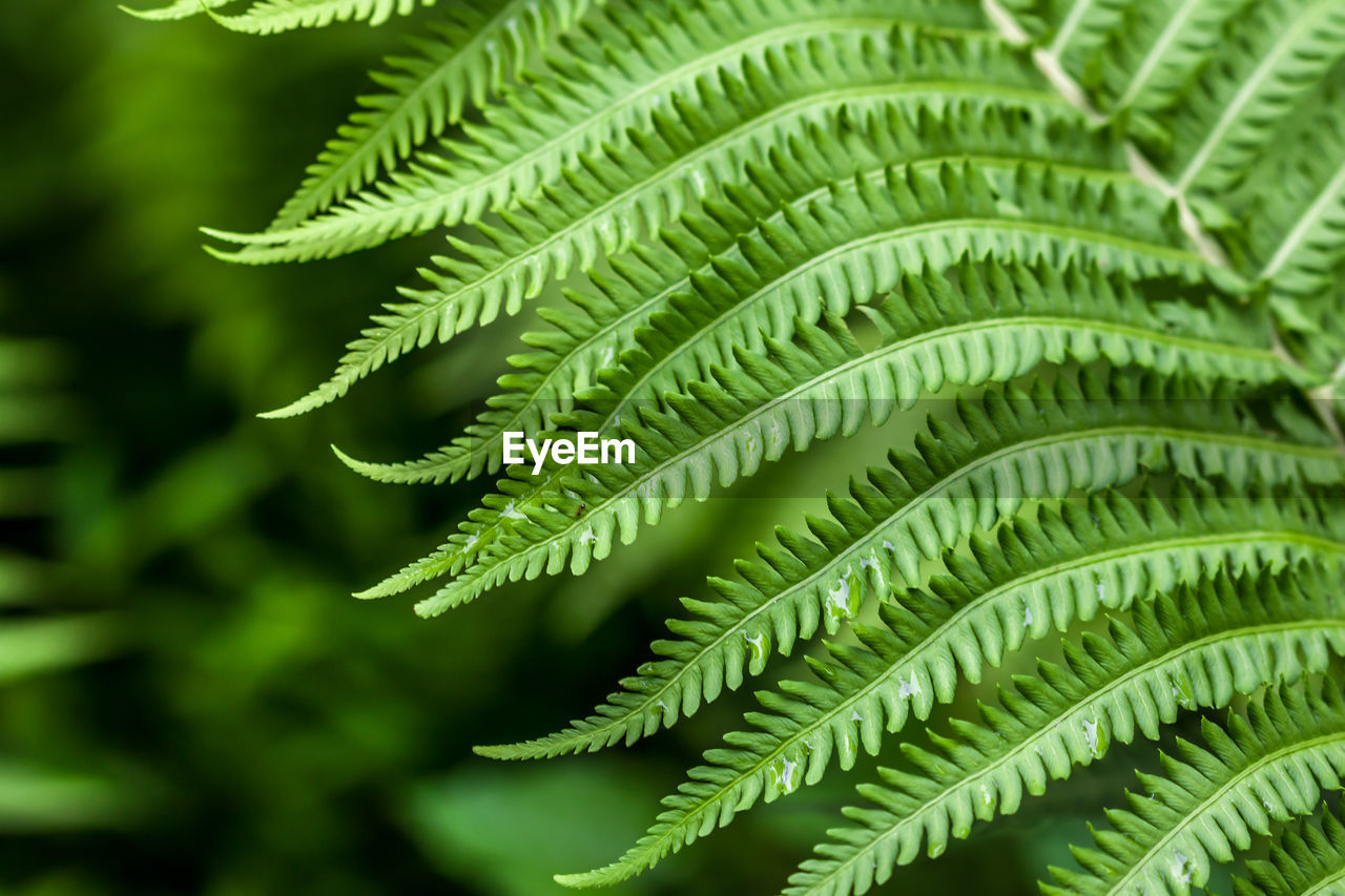 Close-up of fern leaves