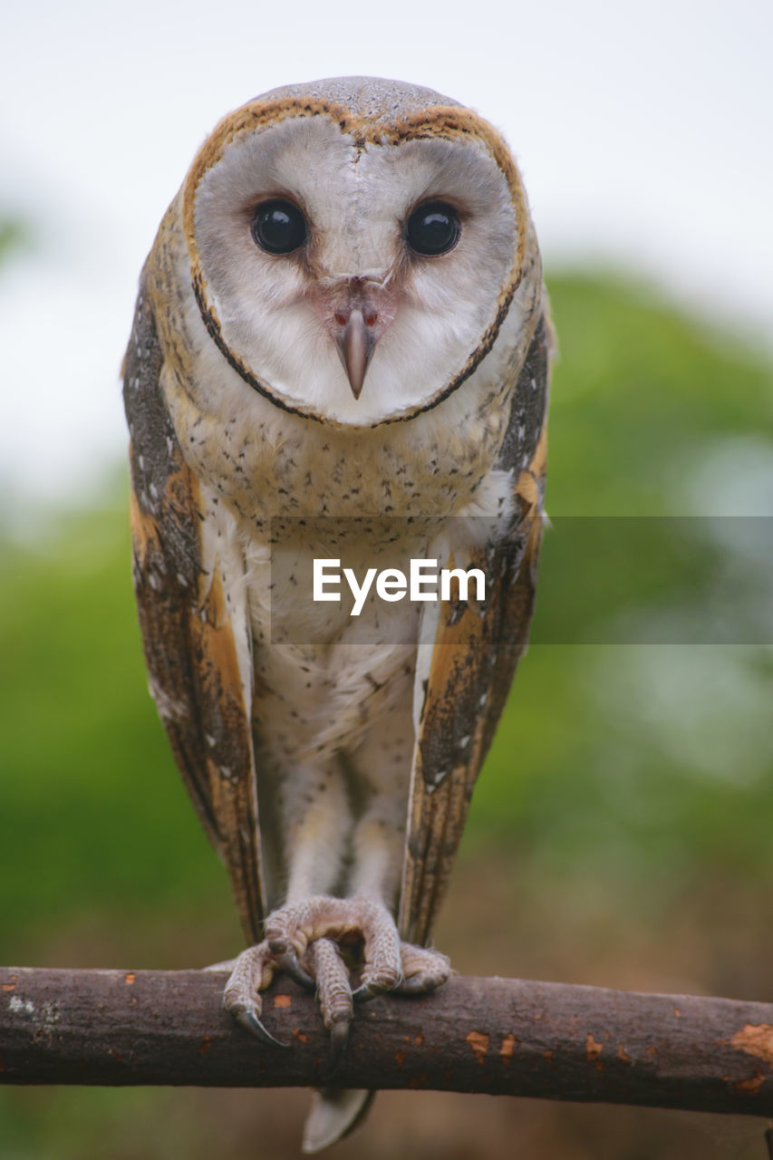 CLOSE-UP PORTRAIT OF OWL PERCHING ON BRANCH