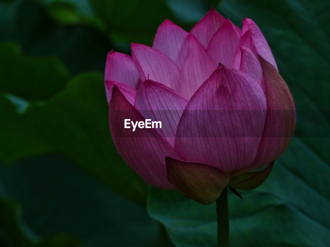 Close-up of pink water lily