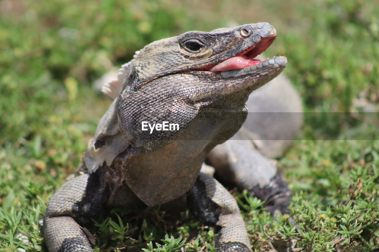 Close-up of a monitor lizard on field