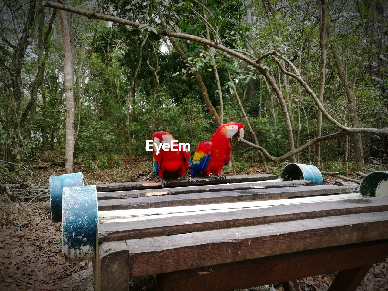 Red macaws perching on wood in forest