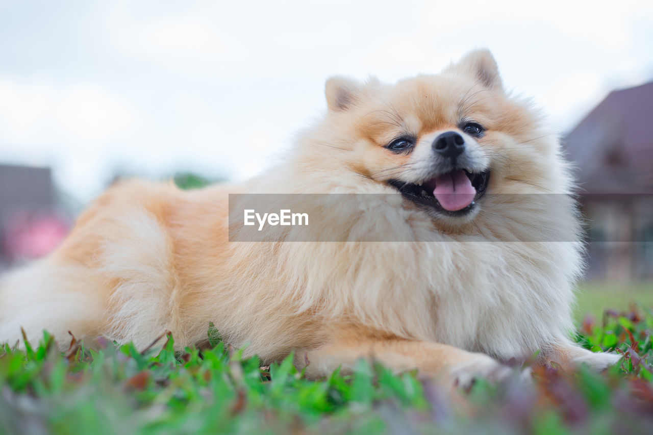 CLOSE-UP OF A DOG ON THE GROUND