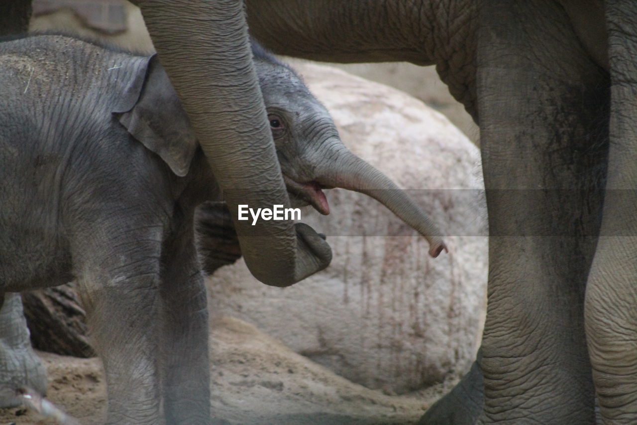 CLOSE-UP OF ELEPHANT IN ZOO AT YARD
