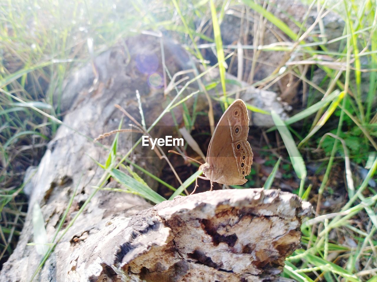 CLOSE-UP OF BUTTERFLY ON PLANT IN LAND